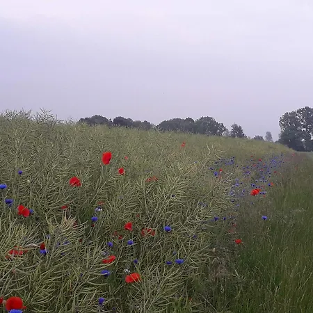 לינה וארוחת בוקר Cozy Tiny Room, Mini Kitchen And Bathroom 3*